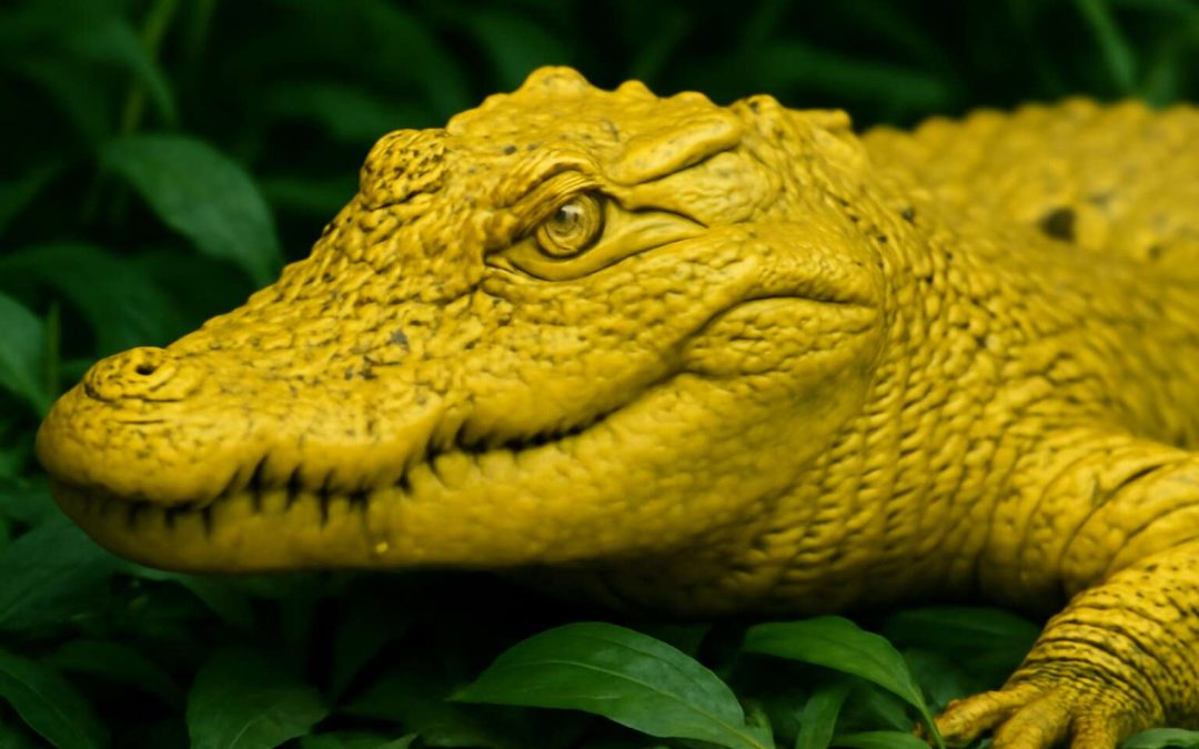 Crocodile Yellow: Unlocking the Secrets Behind Its Unique Charm and Appeal