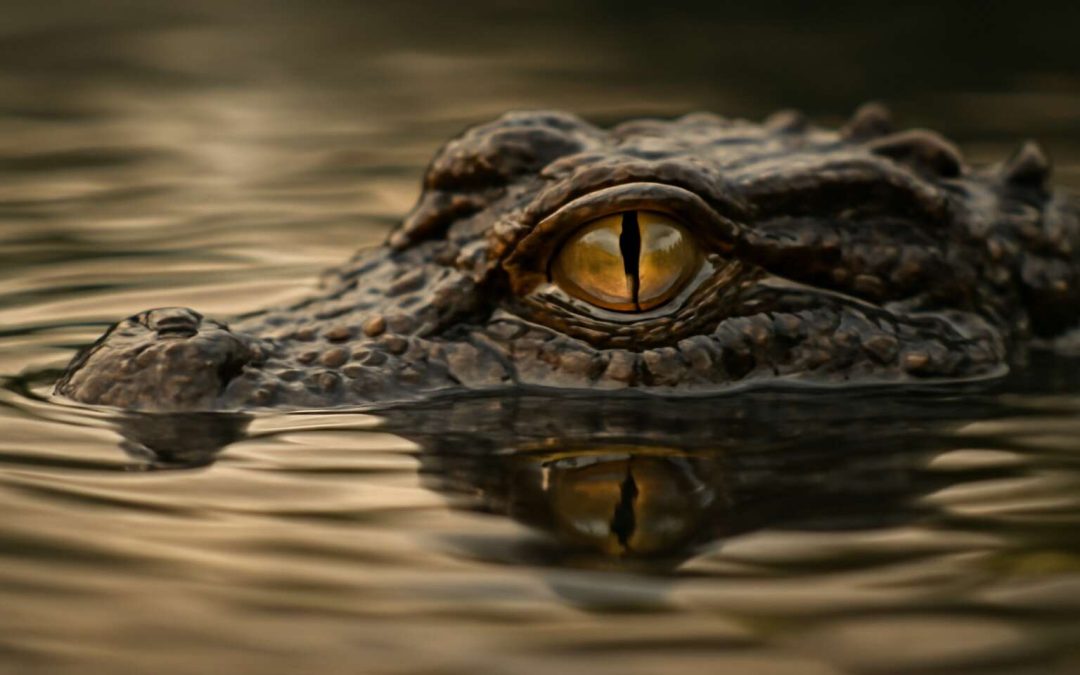 Unveiling the Hidden Meaning Behind Crocodile Tears Lyrics That Will Surprise You