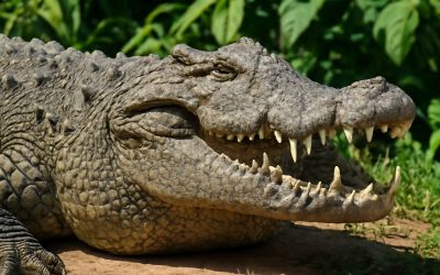 Discover the Thrills and Wonders at the Exciting Crocodile Zoo Adventure Experience!