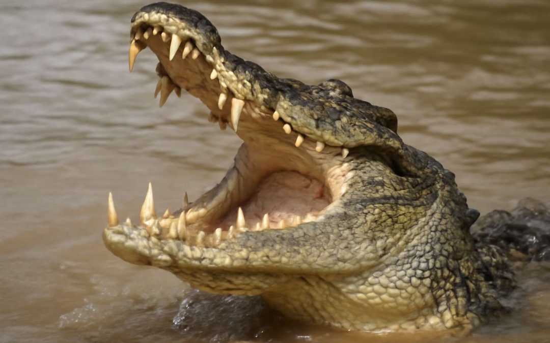 How Crocodiles Eat: Inside the Instinctive and Ferocious Feeding Habits of the Wild Predator