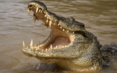 How Crocodiles Eat: Inside the Instinctive and Ferocious Feeding Habits of the Wild Predator