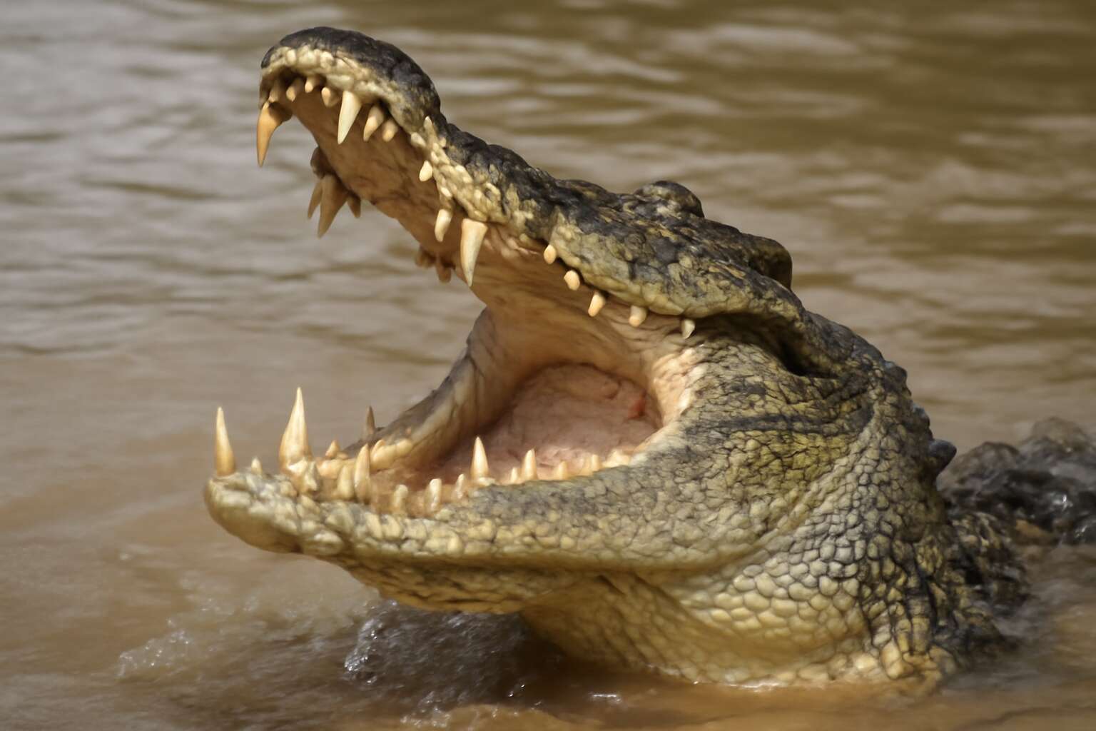 how crocodile eat