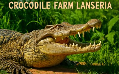 Discover the Thrilling Experience at Crocodile Farm Lanseria: South Africa’s Unique Wildlife Attraction