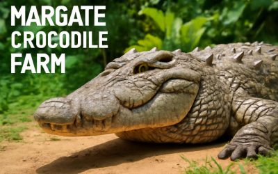 Discover the Exciting Wonders of Crocodile Farm Margate: A Thrilling Adventure Awaits!