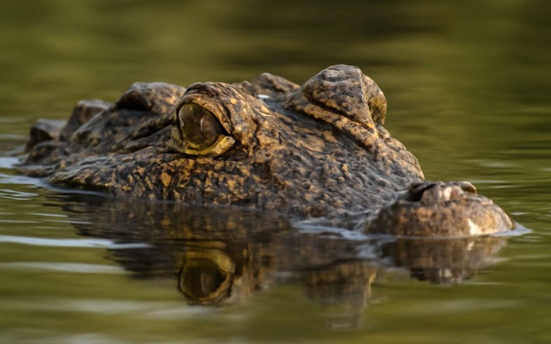 Discover the Amazing Fact: How the Crocodile Can Breathe Underwater Like No Other Animal