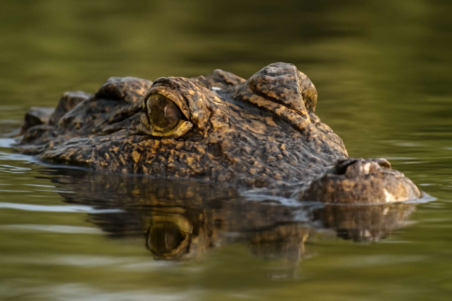 crocodile can breathe underwater