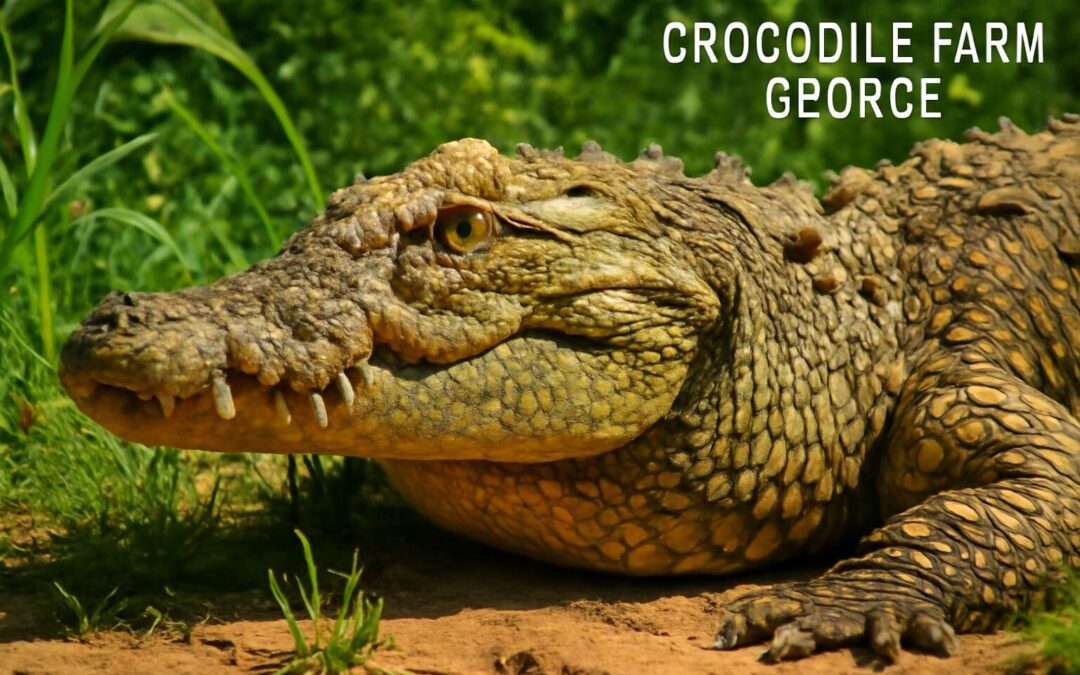 Discover the Exciting Adventures at Crocodile Farm George—A Top Wildlife Destination in South Africa