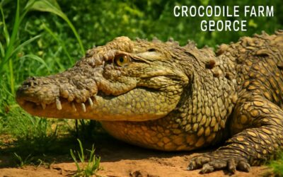 Discover the Exciting Adventures at Crocodile Farm George—A Top Wildlife Destination in South Africa