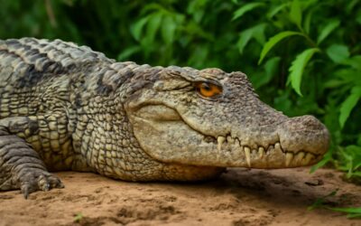 Can Crocodile Be a Pet? Surprising Truths About Owning These Fierce Reptiles