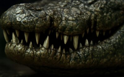 Unleashing crocodile jaw strength: what makes the bite so powerful.