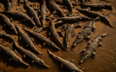 Dawn Chronicles: crocodile swarm roars along the riverbank.