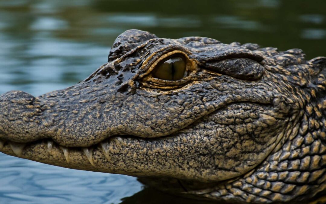Why crocodile ears matter: how these stealthy hunters hear underwater.