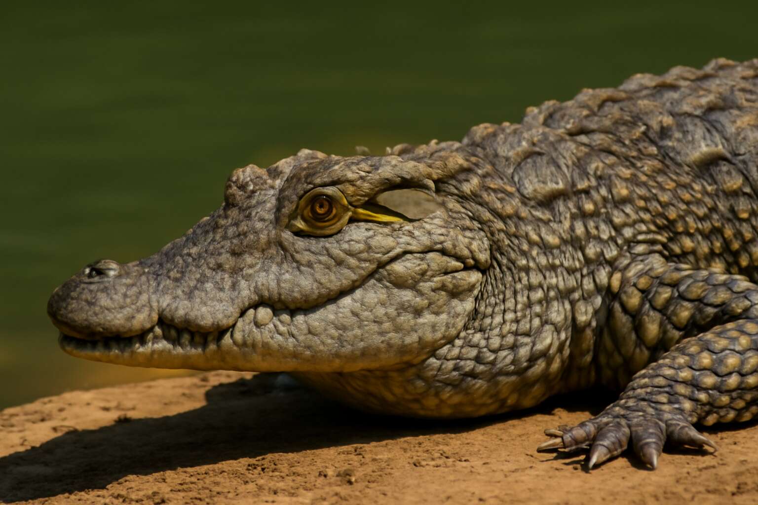 crocodile