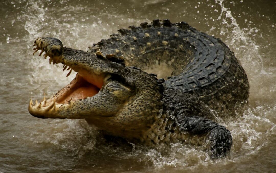 Inside the crocodile death roll: the river’s most brutal predator tactic.