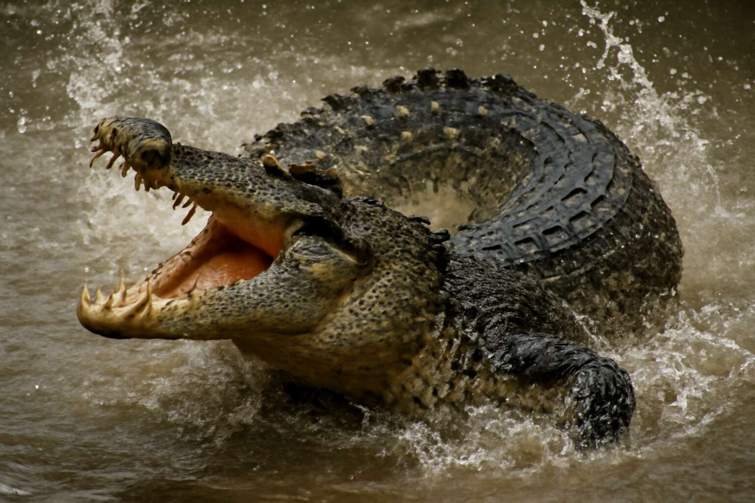 crocodile death roll