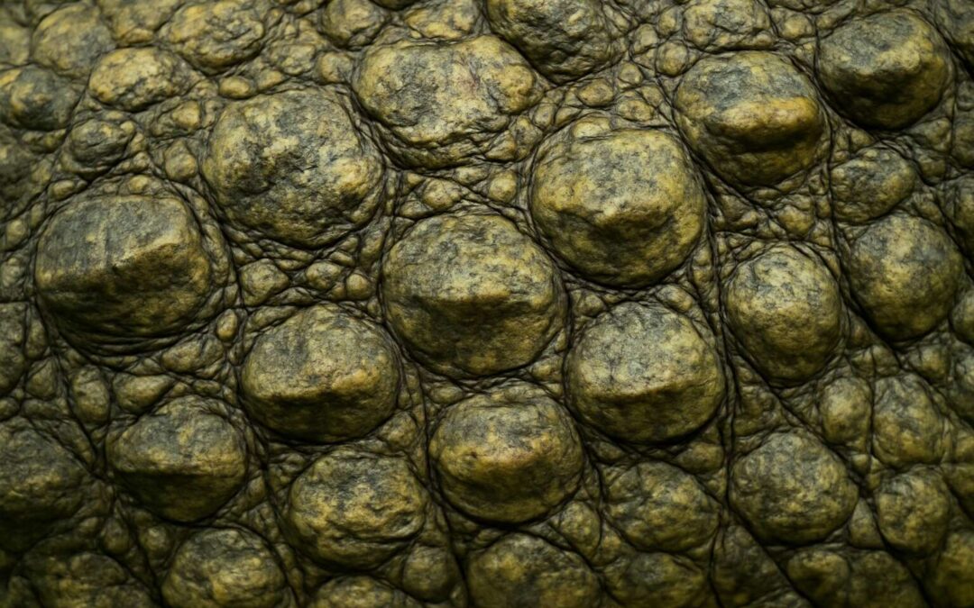 Secrets of crocodile body covering: armor skin and survival insights