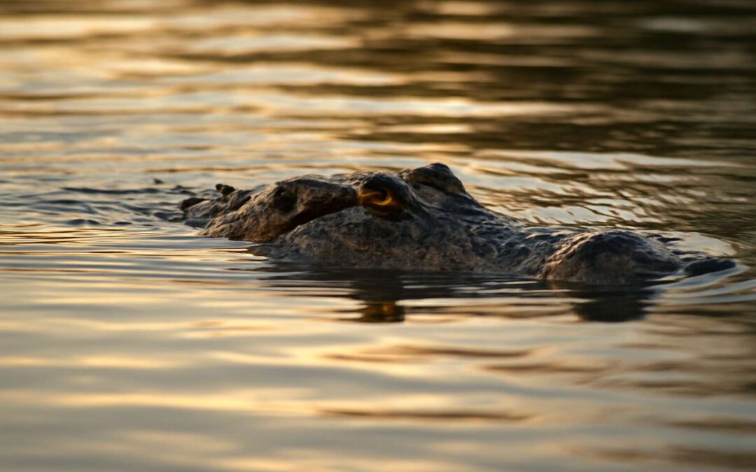 Silent ambush: a crocodile in water mirrors the moonlight.