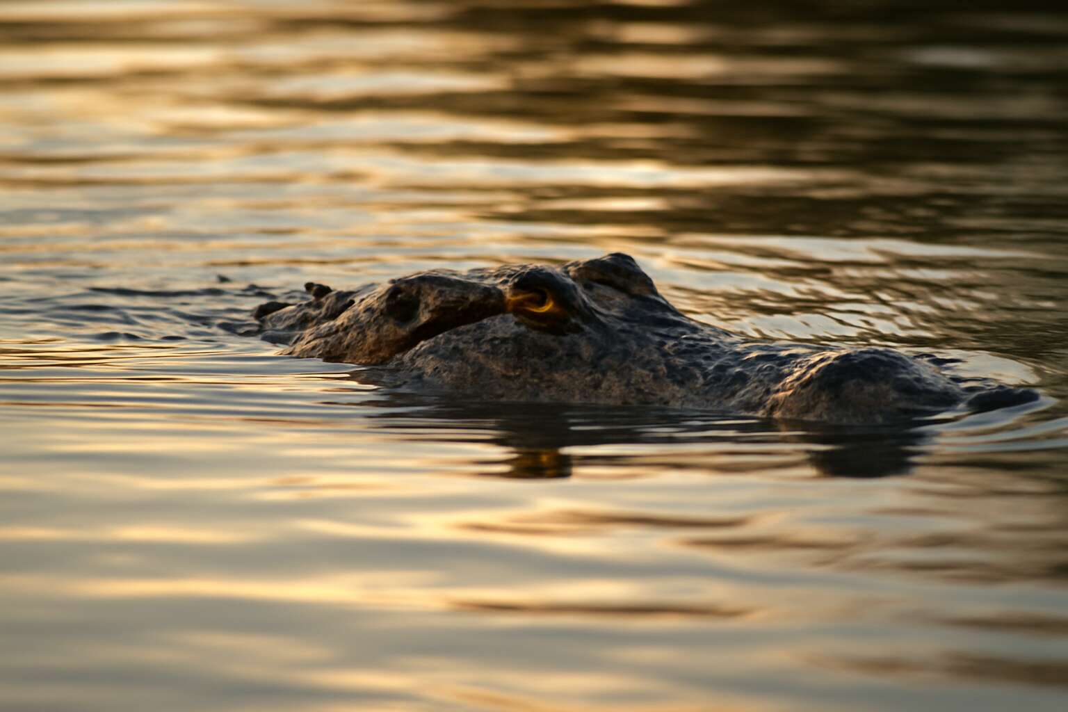 generated_image_6a5024e0852a5.jpg crocodile in water