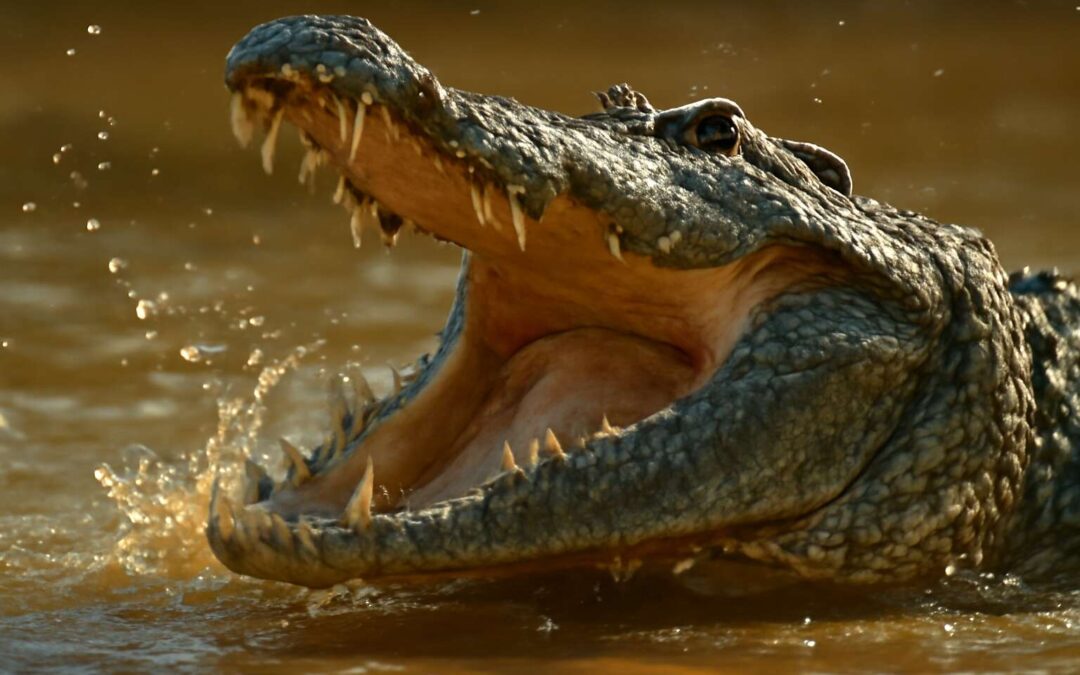 Epic crocodile eating moments: nature’s raw power on display.