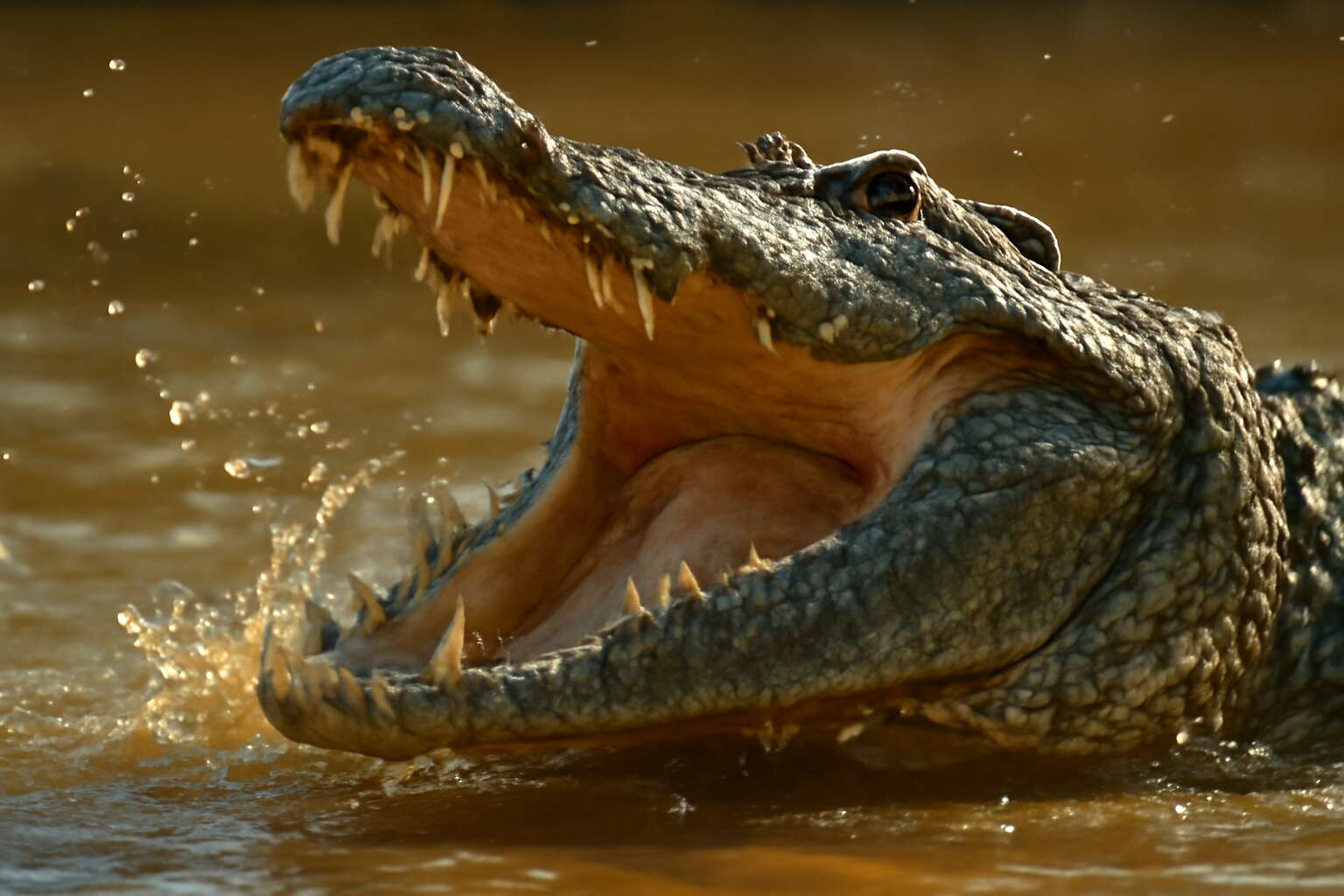 generated_image_6a6f72f3b038f.jpg crocodile eating